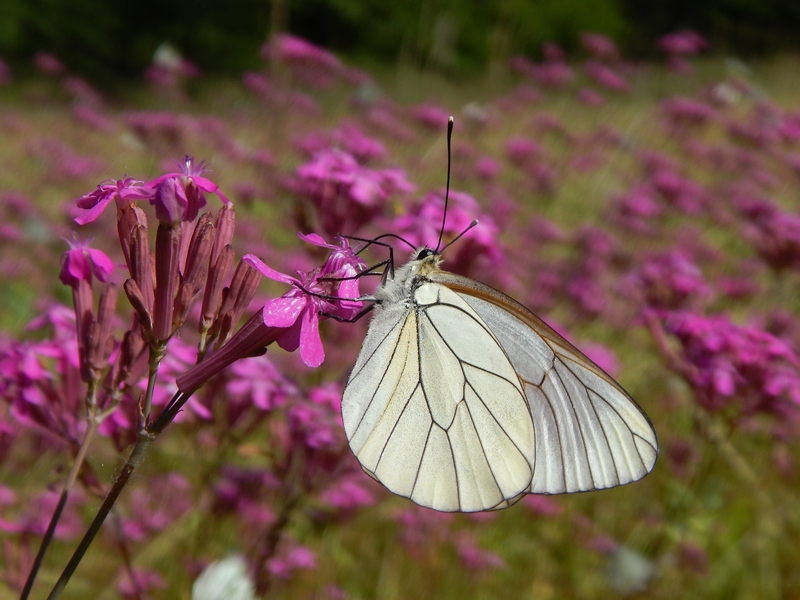 Apoteosi di Aporia crataegi